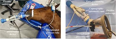 Comparison of Effects of an Endotracheal Tube or Facemask on Breathing Pattern and Distribution of Ventilation in Anesthetized Horses